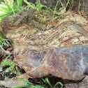 Artist's conk or shelf fungus