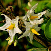 Wild Eggplant