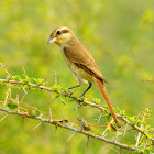 Brown shrike