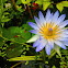 Blue lotus