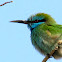 Little green Bee-eater