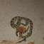 Western Diamondback Rattlesnake