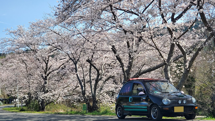 キャロルのサクラと愛車・桜とコラボ🌸・エイプリルフール・AA6PA・キャロルに関するカスタム事例の投稿画像15枚目