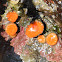 Orange cup coral