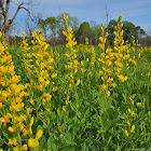 Yellow wild indigo