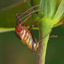 Red Cotton Bug