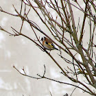 Stieglitz, European Goldfinch