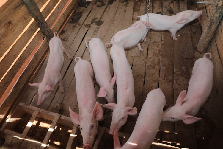 Some of the pigs that are currently being reared under the Wezesha empowerment project