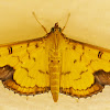 Pearl Moth