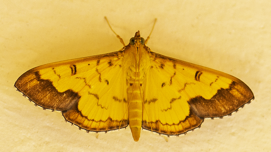 Pearl Moth