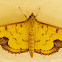 Pearl Moth