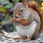 Red Squirrel