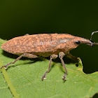 Rhubarb Weevil