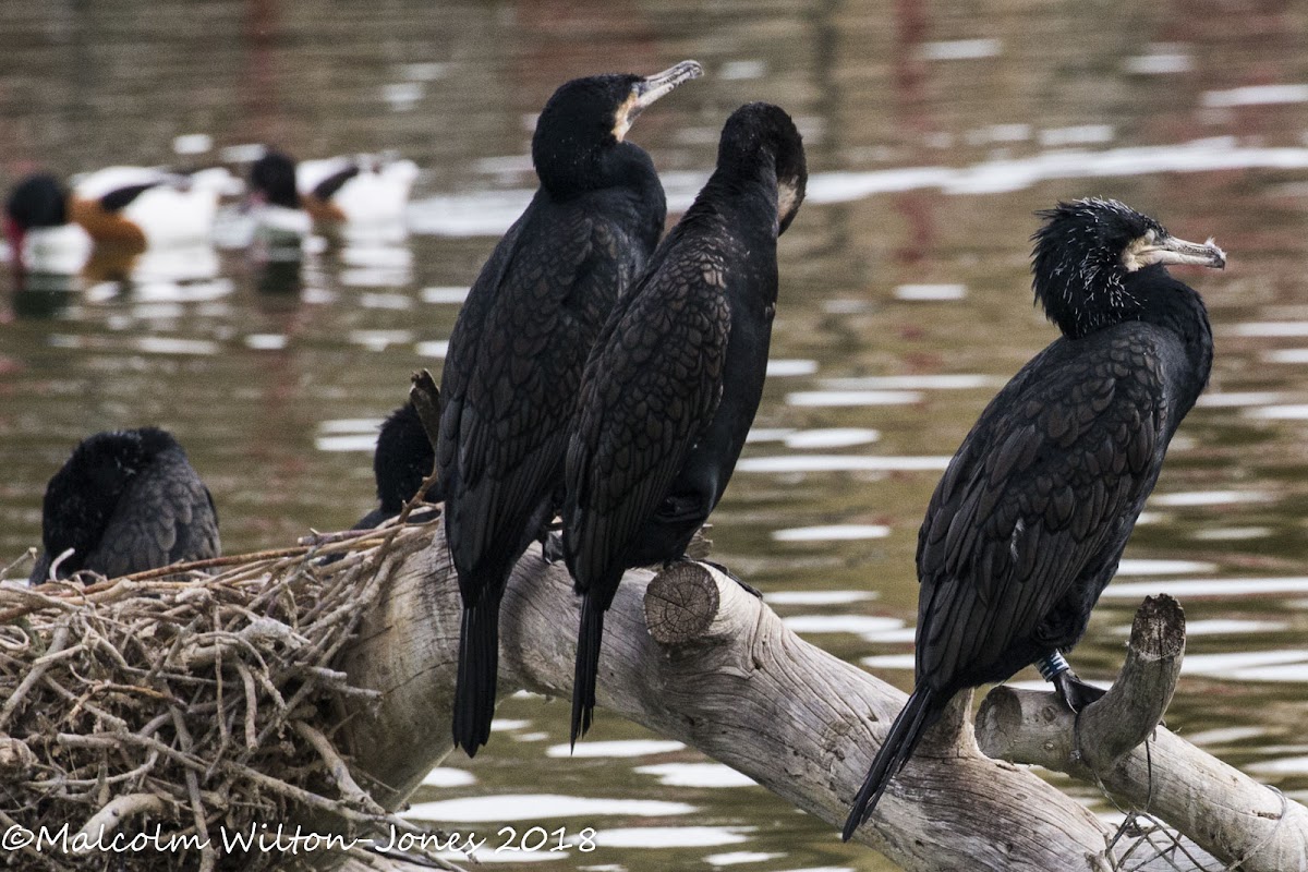 Cormorant; Cormorán Grande