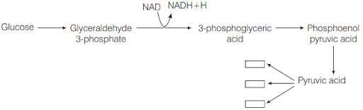 Glycolysis