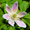 Wood anemone pink