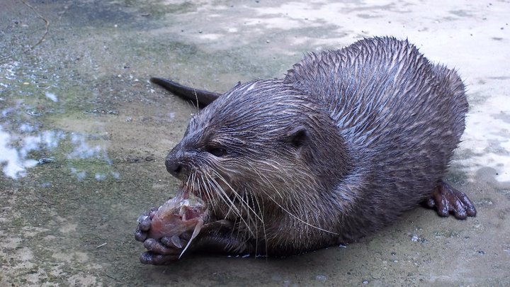 Otter