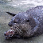 Otter