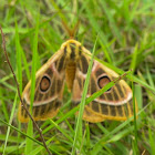 Marbled Emperor Moth