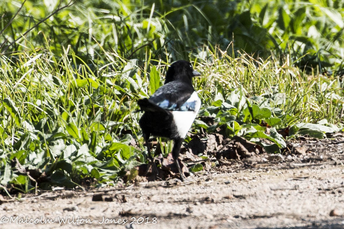 Magpie; Urraca