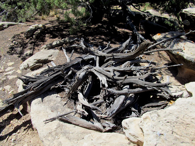 Pile of wood near the boulder