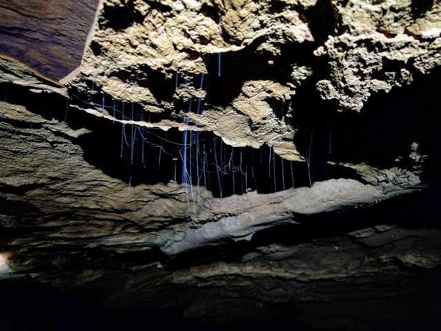 Merapoh Caves Gua Tahi Bintang glow worms strings