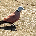 Red Collared-Dove