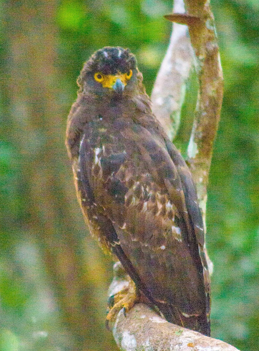 Crested serpent eagle