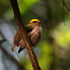 Fiery-capped Manakin