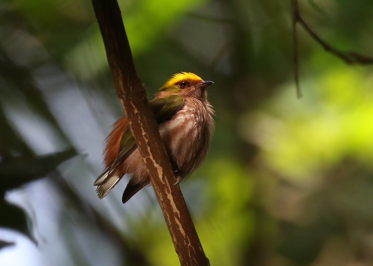 Fiery-capped Manakin