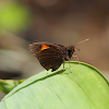 Narrow Banded Velvet Bob