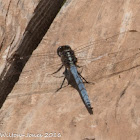 Epaulet Skimmer