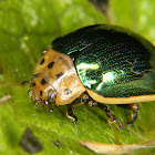 Leaf beetle