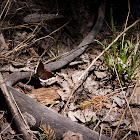 Mourning Cloak Butterfly