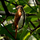 Asian paradise flycatcher