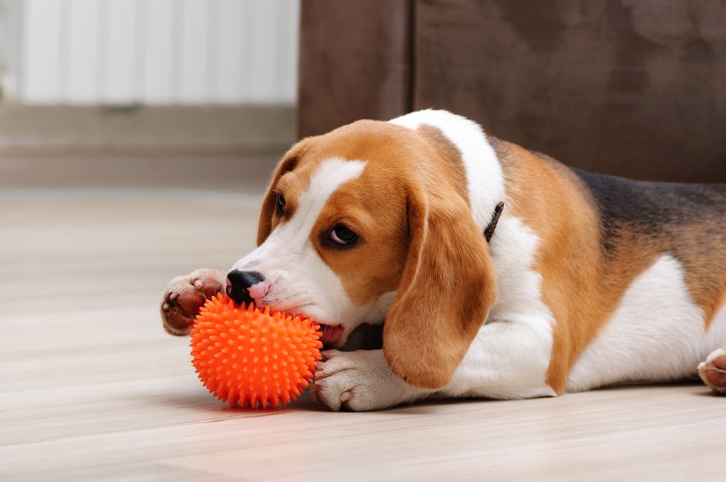 dog chewing on ball toy