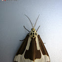 Tiger Moth