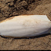 Cuttle fish bone