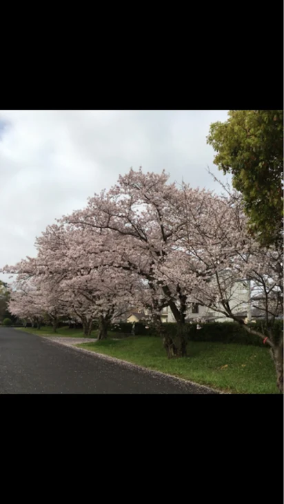 「桜の木」のメインビジュアル