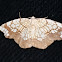 Horned Spanworm Moth