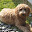 Golden Doodle HD Wallpapers Dog Theme