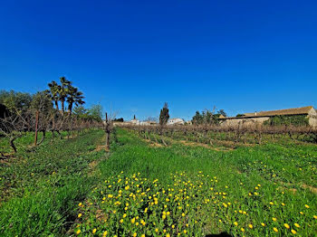 terrain à batir à Pomérols (34)