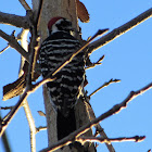 Nutall Woodpecker (male)