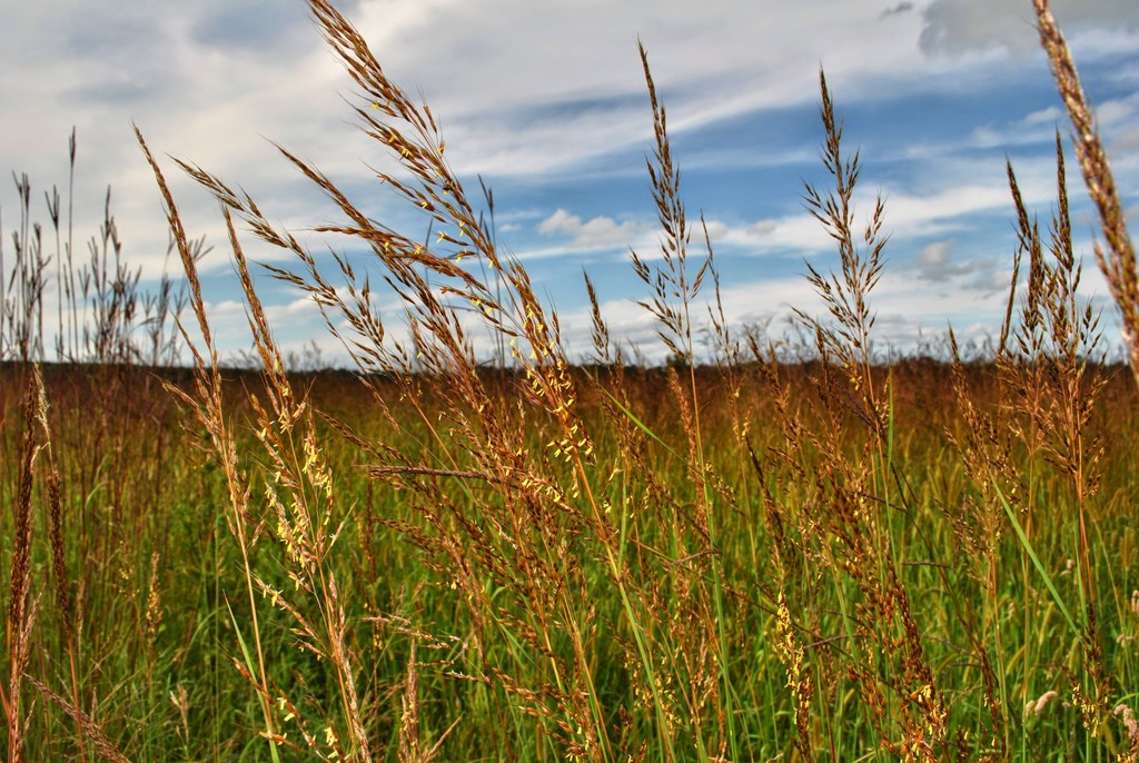 Indian Grass