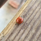 Multicolored Asian Lady Beetle