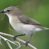 Large-billed Gerygone