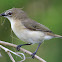 Large-billed Gerygone