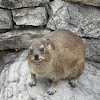 Dassie