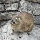 Dassie