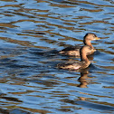 Pied-billed Grebe